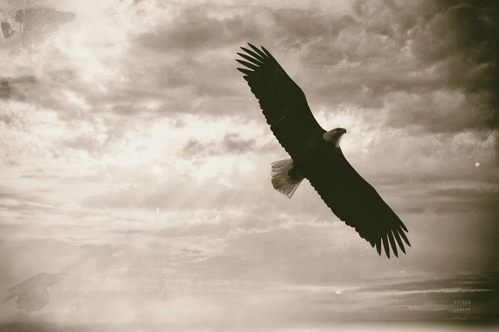 Sunray Eagle by Nathan Larson. SKU 78764i. Archival Giclee Fine art print for wall decor.