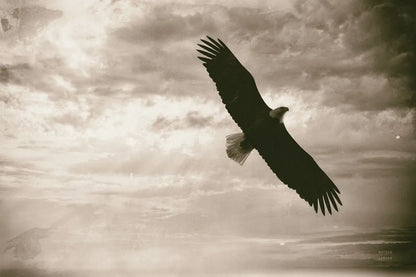 Sunray Eagle by Nathan Larson. SKU 78764i. Archival Giclee Fine art print for wall decor.