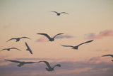 Sunset Flock by Nathan Larson. SKU 85269i. Archival Giclee Fine art print for wall decor.