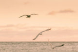 Sunset Flocks by Nathan Larson. SKU 72056i. Archival Giclee Fine art print for wall decor.