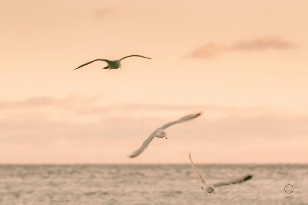 Sunset Flocks by Nathan Larson. SKU 72056i. Archival Giclee Fine art print for wall decor.