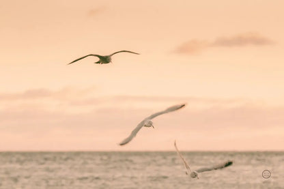 Sunset Flocks by Nathan Larson. SKU 72056i. Archival Giclee Fine art print for wall decor.