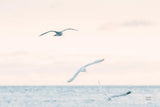 Sunset Flocks by Nathan Larson. SKU 82386i. Archival Giclee Fine art print for wall decor.