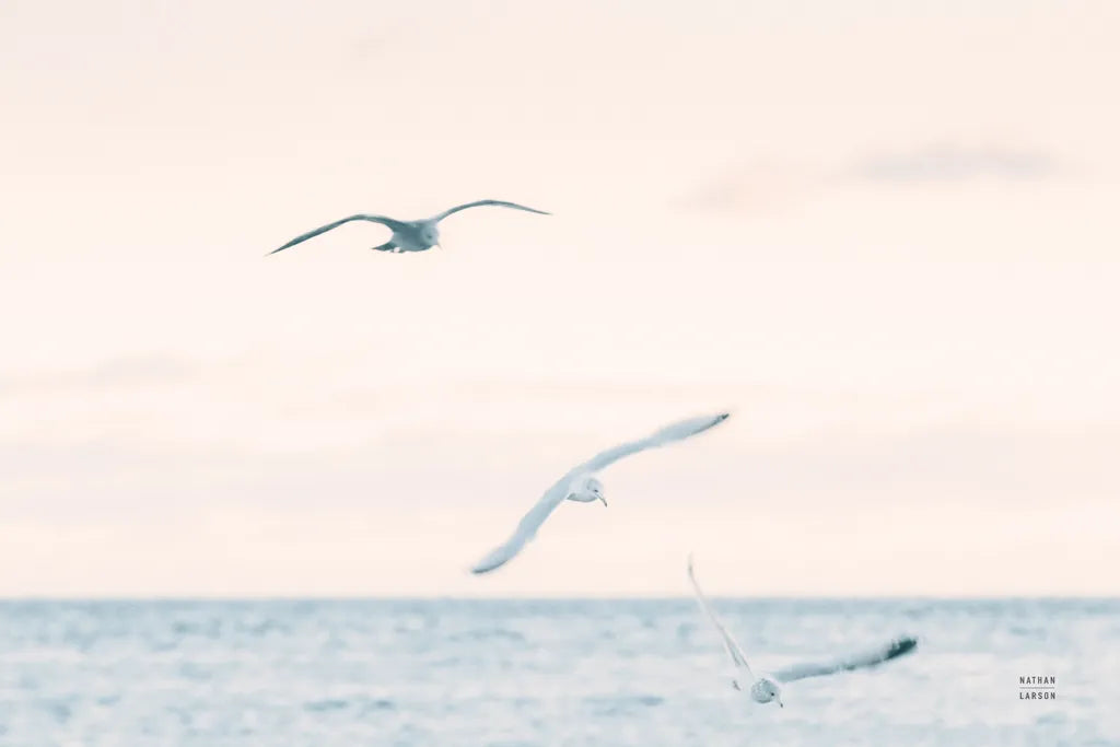 Sunset Flocks by Nathan Larson. SKU 82386i. Archival Giclee Fine art print for wall decor.