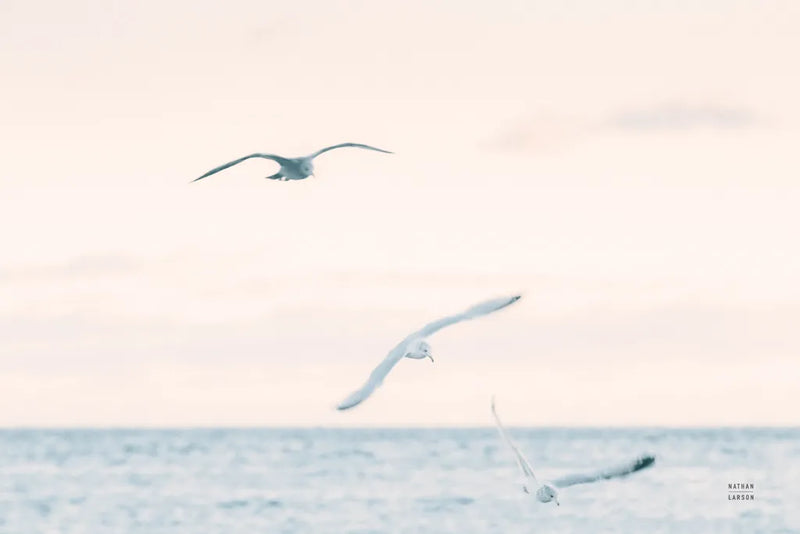 Sunset Flocks by Nathan Larson. SKU 82386i. Archival Giclee Fine art print for wall decor.