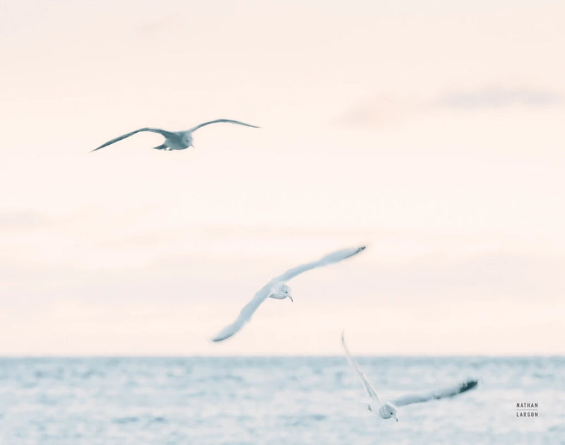 Sunset Flocks Blue Crop by Nathan Larson