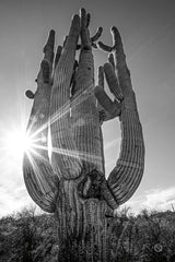 Sunset Saguaro by Nathan Larson. SKU 72030h. Archival Giclee Fine art print for wall decor.