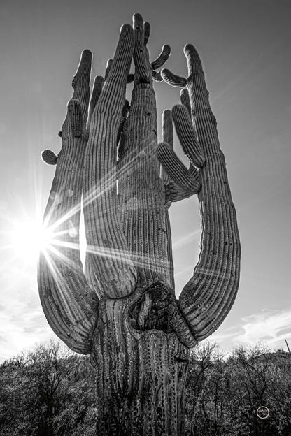 Sunset Saguaro by Nathan Larson. SKU 72030h. Archival Giclee Fine art print for wall decor.