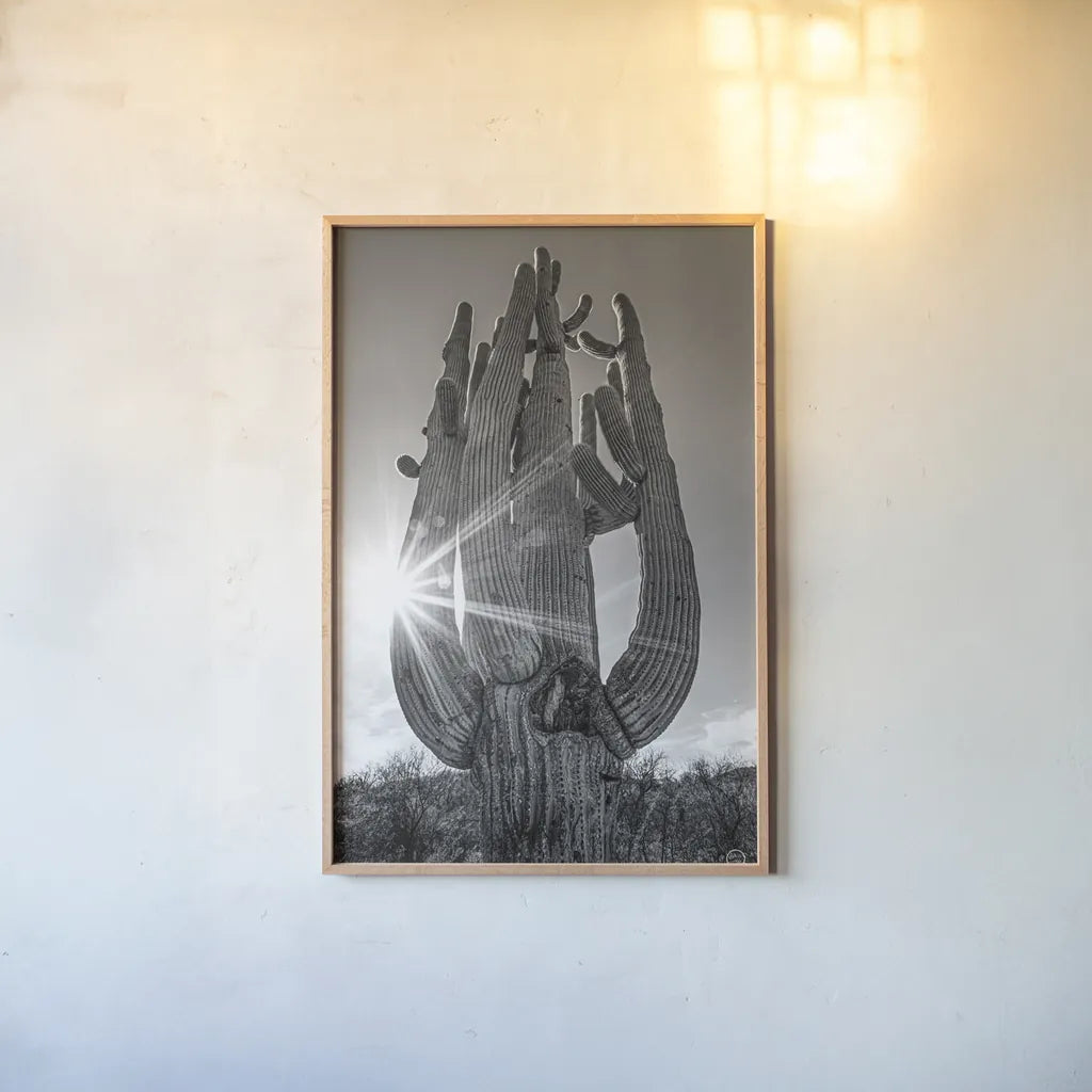 Sunset Saguaro by Nathan Larson. shown as a paper print in a natural frame. Available as a archival giclee rolled canvas, fine art paper, or poster print. SKU 72030h.