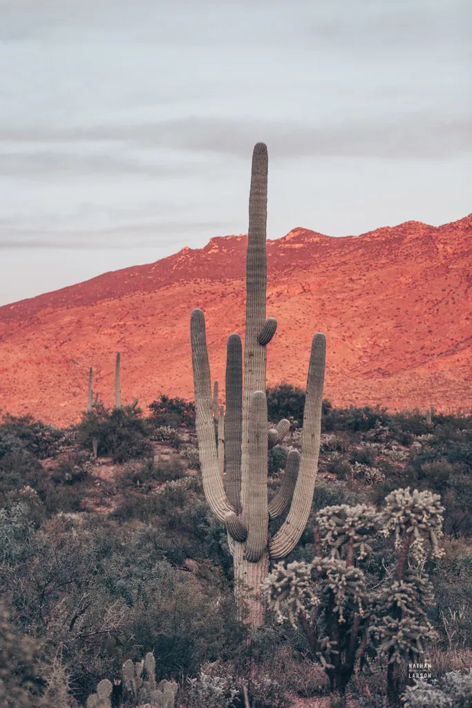 Sunsets and Saguaros I by Nathan Larson. SKU 76429h. Archival Giclee Fine art print for wall decor.