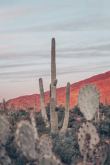 Sunsets and Saguaros II by Nathan Larson. SKU 76430h. Archival Giclee Fine art print for wall decor.