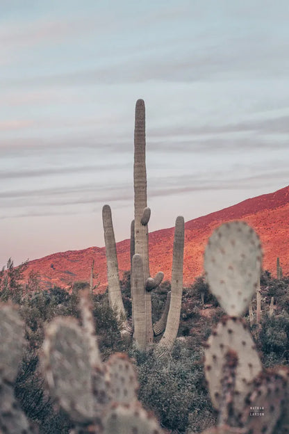 Sunsets and Saguaros II by Nathan Larson. SKU 76430h. Archival Giclee Fine art print for wall decor.