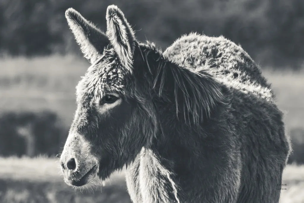 Sweet Donkey I BW by Nathan Larson. SKU 99288i. Archival Giclee Fine art print for wall decor.