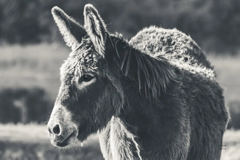 Sweet Donkey I BW by Nathan Larson. SKU 99288i. Archival Giclee Fine art print for wall decor.