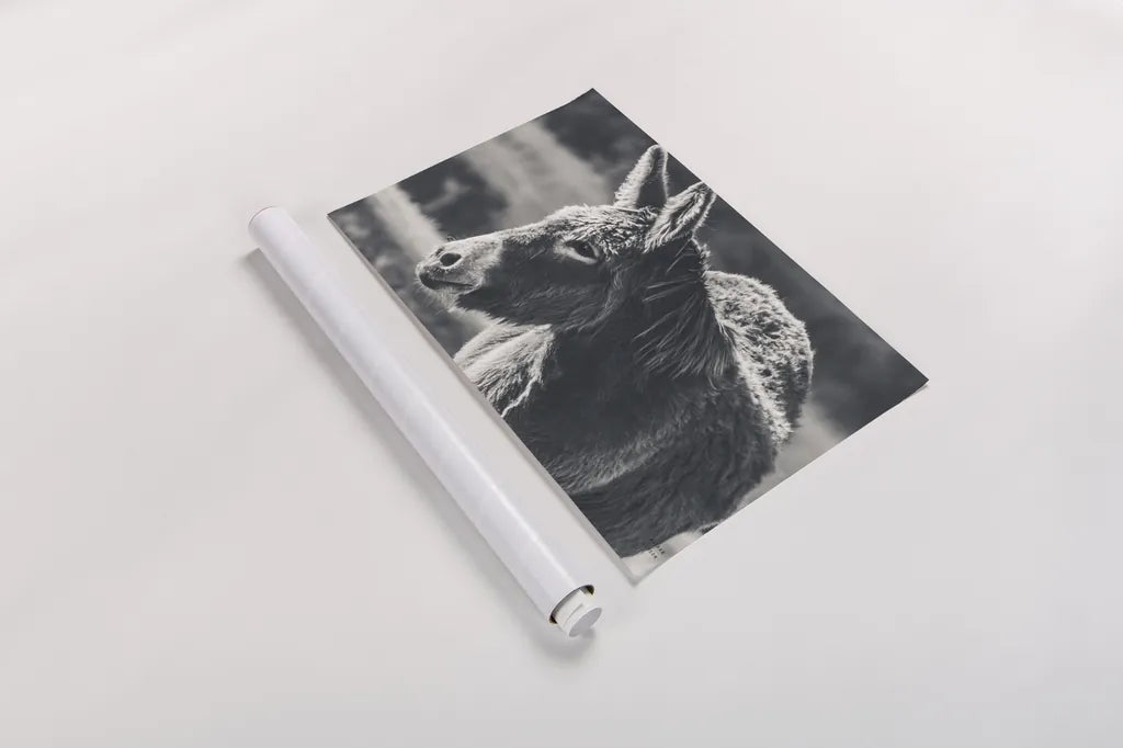 Sweet Donkey I BW by Nathan Larson. shown as a rolled paper print. Available as archival giclee rolled canvas, fine art paper, or poster print. SKU 99288i.
