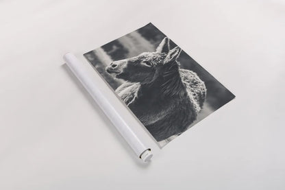 Sweet Donkey I BW by Nathan Larson. shown as a rolled paper print. Available as archival giclee rolled canvas, fine art paper, or poster print. SKU 99288i.