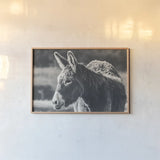 Sweet Donkey I BW by Nathan Larson. shown as a paper print in a natural frame. Available as a archival giclee rolled canvas, fine art paper, or poster print. SKU 99288i.