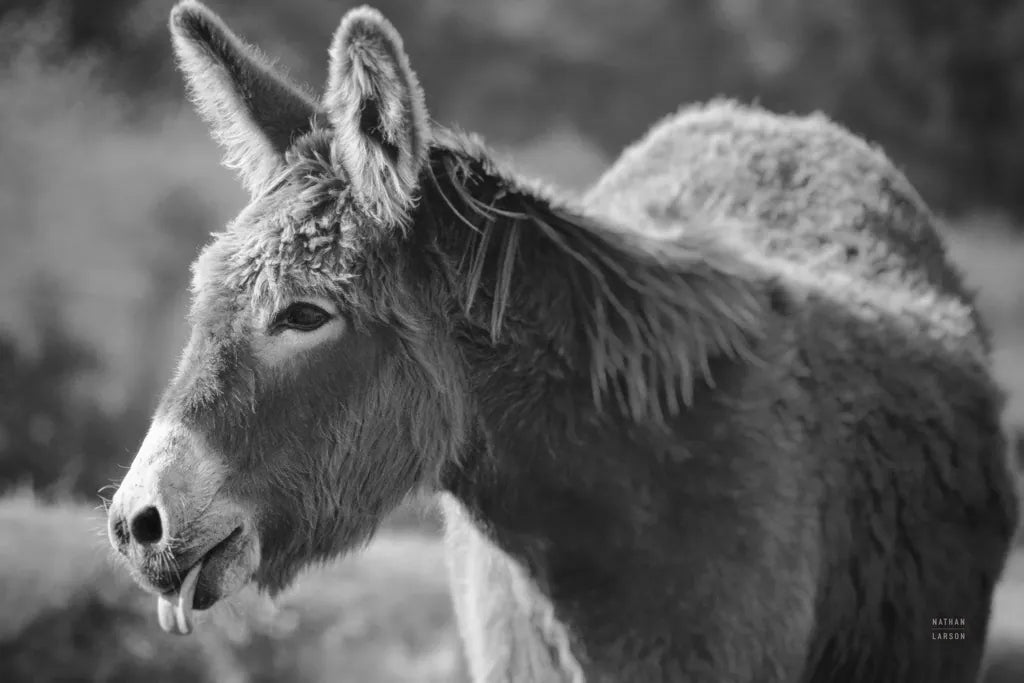 Sweet Donkey II BW by Nathan Larson. SKU 99289i. Archival Giclee Fine art print for wall decor.