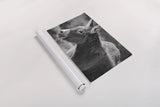 Sweet Donkey II BW by Nathan Larson. shown as a rolled paper print. Available as archival giclee rolled canvas, fine art paper, or poster print. SKU 99289i.