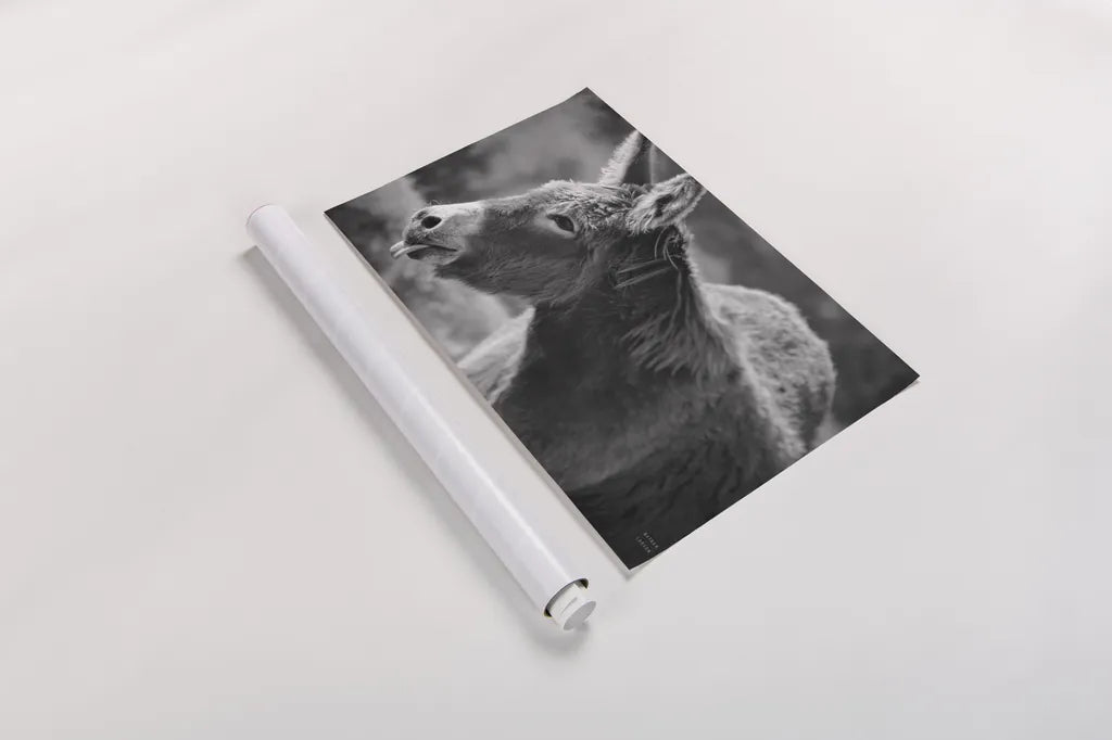 Sweet Donkey II BW by Nathan Larson. shown as a rolled paper print. Available as archival giclee rolled canvas, fine art paper, or poster print. SKU 99289i.