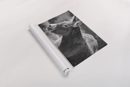 Sweet Donkey II BW by Nathan Larson. shown as a rolled paper print. Available as archival giclee rolled canvas, fine art paper, or poster print. SKU 99289i.