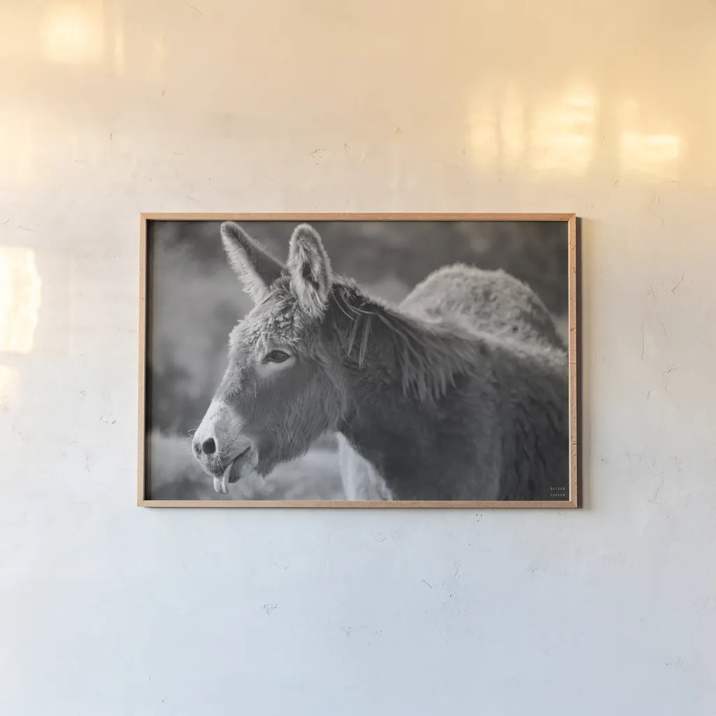 Sweet Donkey II BW by Nathan Larson. shown as a paper print in a natural frame. Available as a archival giclee rolled canvas, fine art paper, or poster print. SKU 99289i.