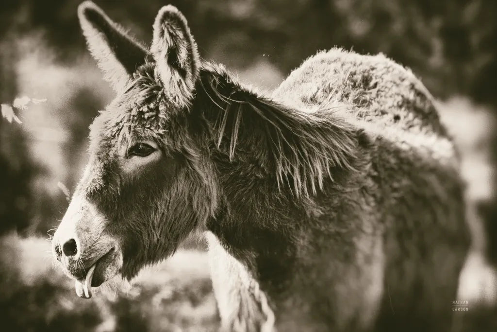 Sweet Donkey II Sepia by Nathan Larson. SKU 99290i. Archival Giclee Fine art print for wall decor.