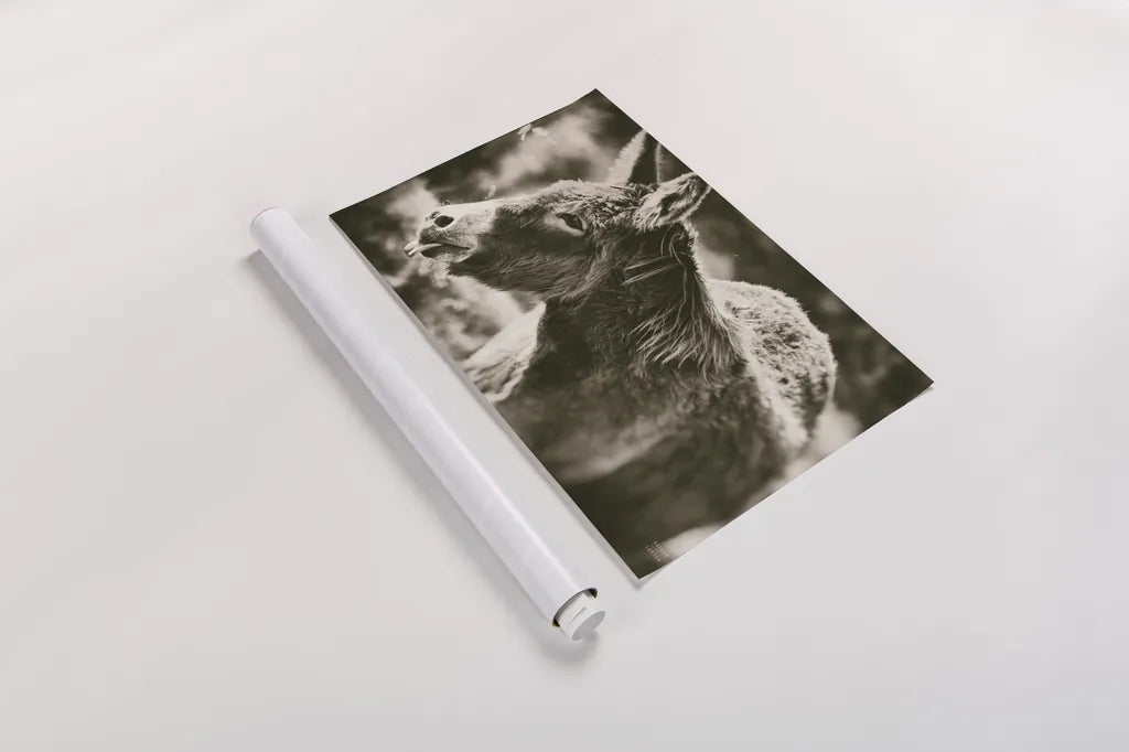 Sweet Donkey II Sepia by Nathan Larson. shown as a rolled paper print. Available as archival giclee rolled canvas, fine art paper, or poster print. SKU 99290i.