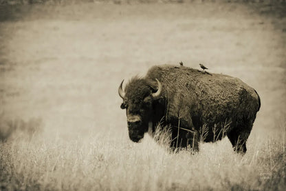 Tall Grass Bird Perch by Nathan Larson. SKU 88237i. Archival Giclee Fine art print for wall decor.