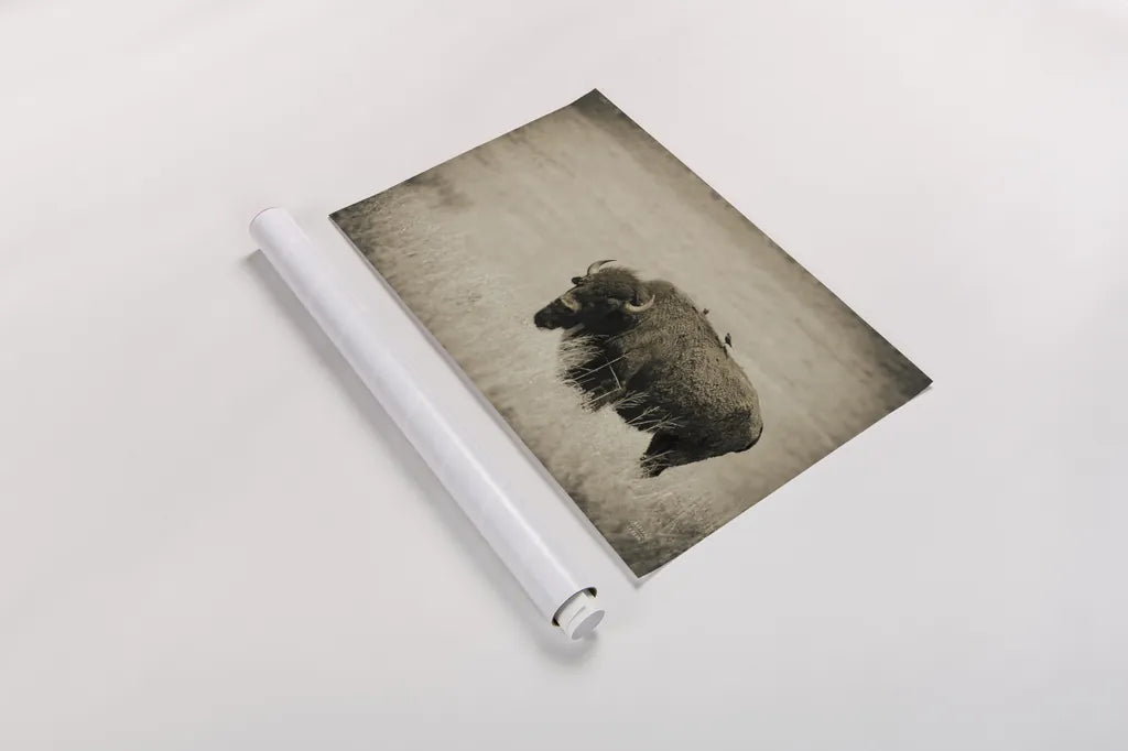 Tall Grass Bird Perch by Nathan Larson. shown as a rolled paper print. Available as archival giclee rolled canvas, fine art paper, or poster print. SKU 88237i.