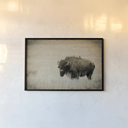 Tall Grass Bird Perch by Nathan Larson. shown as a paper print in a black flame. Available as a archival giclee rolled canvas, fine art paper, or poster print. SKU 88237i.