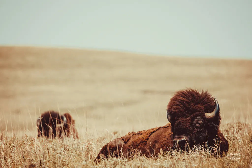 Tall Grass Bison by Nathan Larson. SKU 87640i. Archival Giclee Fine art print for wall decor.