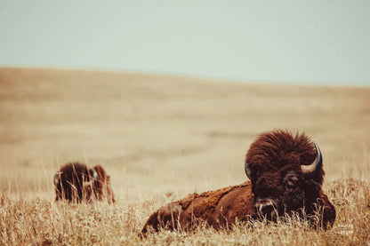 Tall Grass Bison by Nathan Larson. SKU 87640i. Archival Giclee Fine art print for wall decor.