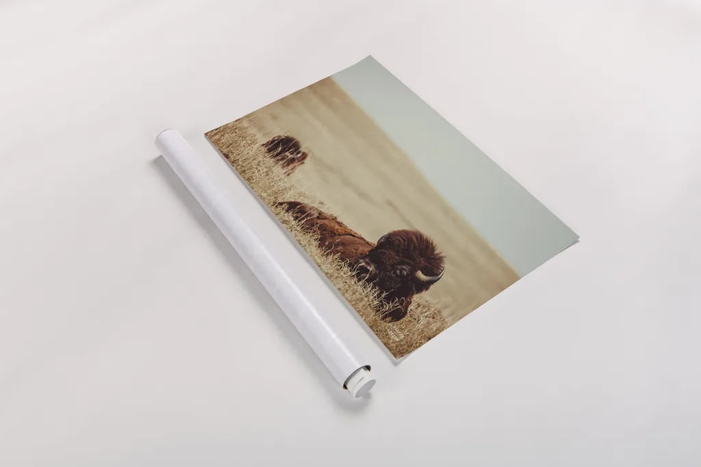 Tall Grass Bison by Nathan Larson. shown as a rolled paper print. Available as archival giclee rolled canvas, fine art paper, or poster print. SKU 87640i.