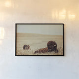 Tall Grass Bison by Nathan Larson. shown as a paper print in a black flame. Available as a archival giclee rolled canvas, fine art paper, or poster print. SKU 87640i.