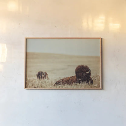Tall Grass Bison by Nathan Larson. shown as a paper print in a natural frame. Available as a archival giclee rolled canvas, fine art paper, or poster print. SKU 87640i.