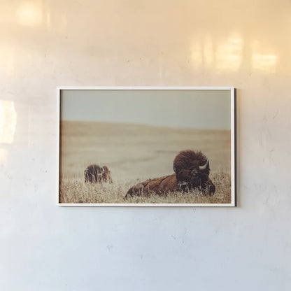 Tall Grass Bison by Nathan Larson. shown as a paper print in a white frame. Available as a archival giclee rolled canvas, fine art paper, or poster print. SKU 87640i.