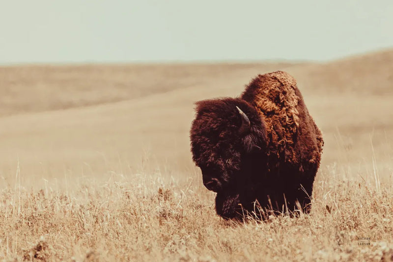 Tall Grass Bison I by Nathan Larson. SKU 86065i. Archival Giclee Fine art print for wall decor.