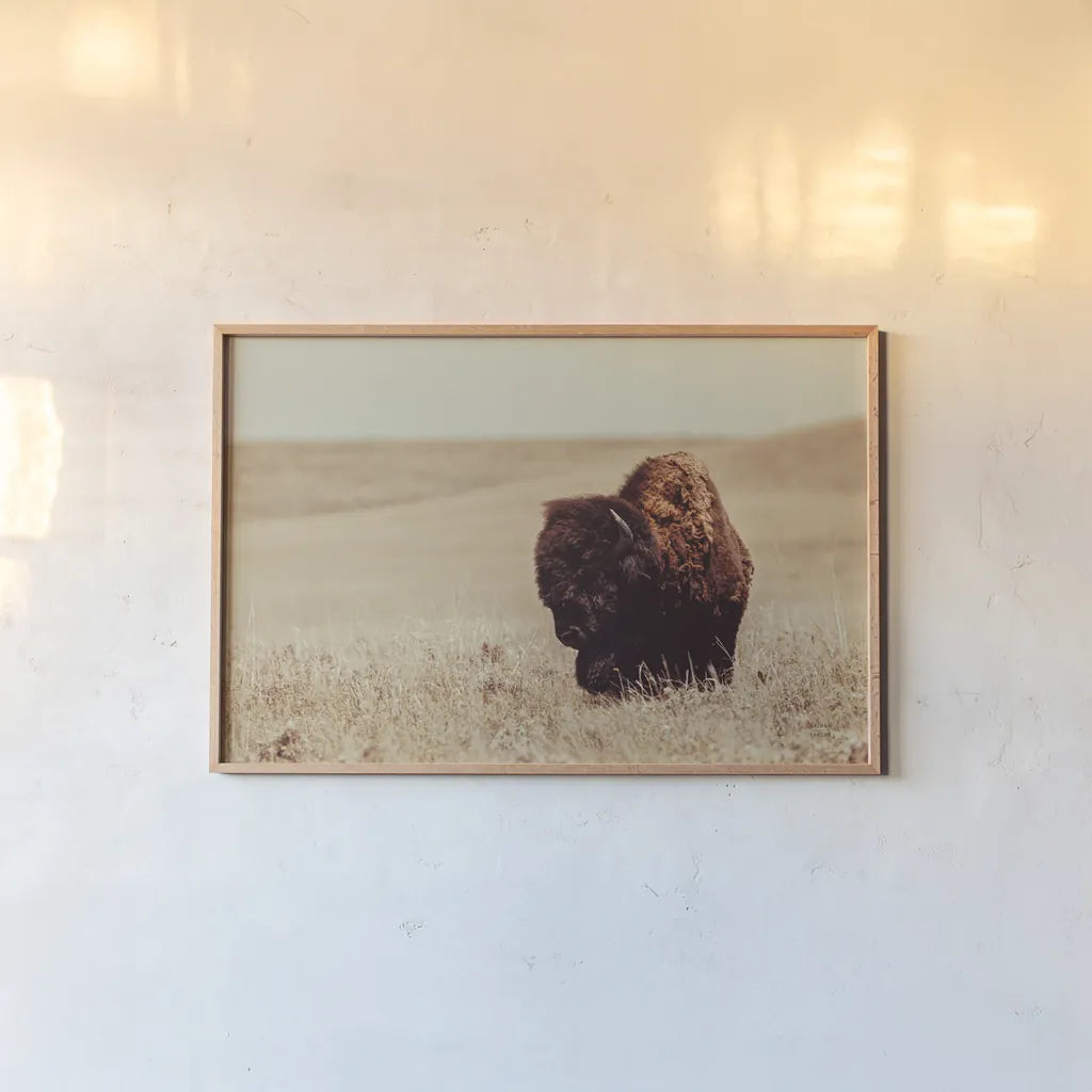 Tall Grass Bison I by Nathan Larson. shown as a paper print in a natural frame. Available as a archival giclee rolled canvas, fine art paper, or poster print. SKU 86065i.