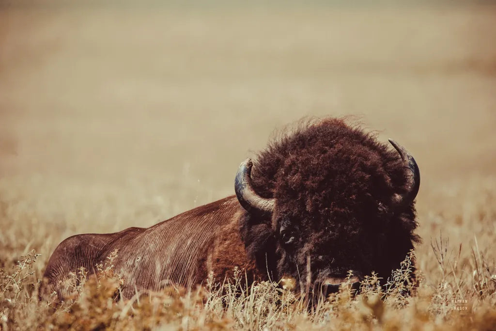 Tall Grass Bison II by Nathan Larson. SKU 86066i. Archival Giclee Fine art print for wall decor.