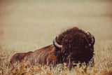 Tall Grass Bison II by Nathan Larson. SKU 86066i. Archival Giclee Fine art print for wall decor.
