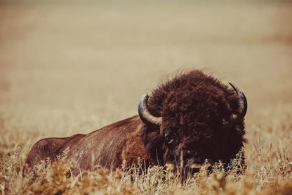 Tall Grass Bison II by Nathan Larson. SKU 86066i. Archival Giclee Fine art print for wall decor.