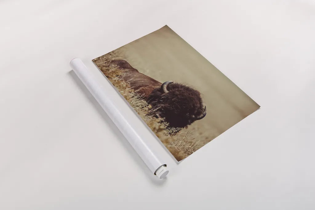 Tall Grass Bison II by Nathan Larson. shown as a rolled paper print. Available as archival giclee rolled canvas, fine art paper, or poster print. SKU 86066i.