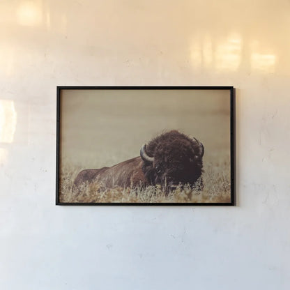 Tall Grass Bison II by Nathan Larson. shown as a paper print in a black flame. Available as a archival giclee rolled canvas, fine art paper, or poster print. SKU 86066i.