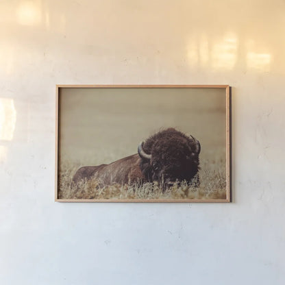 Tall Grass Bison II by Nathan Larson. shown as a paper print in a natural frame. Available as a archival giclee rolled canvas, fine art paper, or poster print. SKU 86066i.