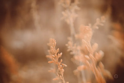 Texas Wild by Nathan Larson. SKU 71621i. Archival Giclee Fine art print for wall decor.