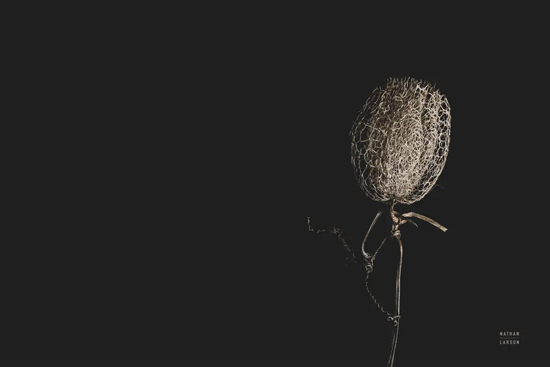 The Flower by Nathan Larson. SKU 82421i. Archival Giclee Fine art print for wall decor.