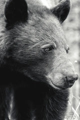 Thoughtful Bear BW by Nathan Larson. SKU 100758h. Archival Giclee Fine art print for wall decor.
