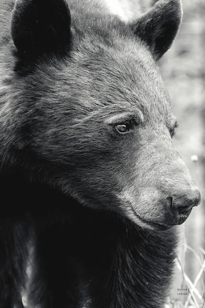 Thoughtful Bear BW by Nathan Larson. SKU 100758h. Archival Giclee Fine art print for wall decor.