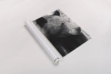 Thoughtful Bear BW by Nathan Larson. shown as a rolled paper print. Available as archival giclee rolled canvas, fine art paper, or poster print. SKU 100758h.